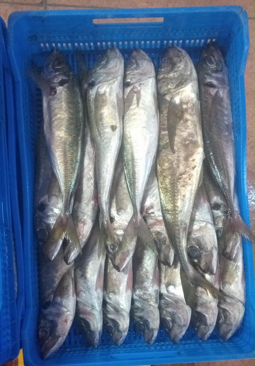 Pélagiques
