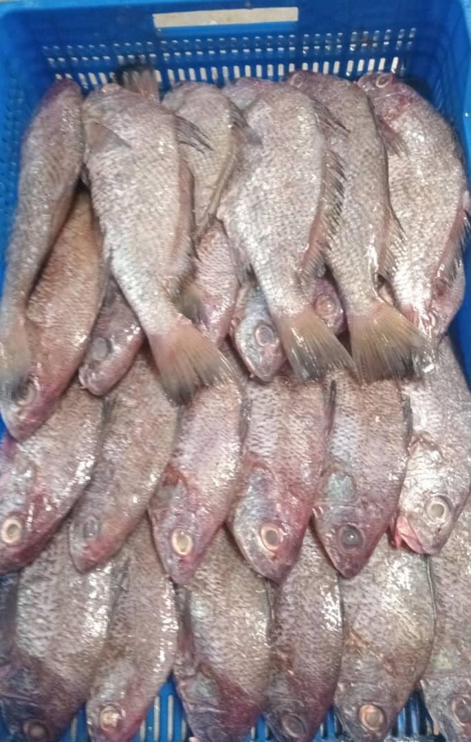 Dorade · Denton · Pargo